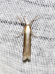 Crambus leucoschalis