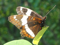 Limenitis arthemis rubrofasciata