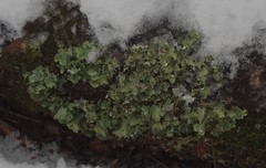 Ricasolia quercizans