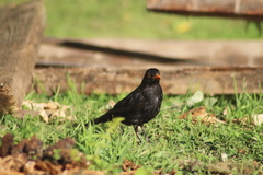 Turdus merula