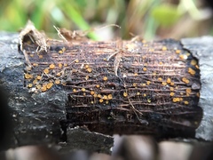 Orbilia xanthoguttulata