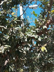 Quercus fusiformis