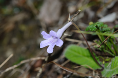 Streptocarpus rexii