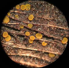 Orbilia xanthoguttulata