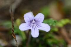 Streptocarpus rexii