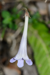 Streptocarpus rexii