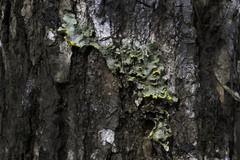 Crocodia