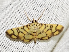 Pardomima distortana