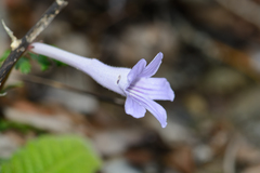 Streptocarpus rexii