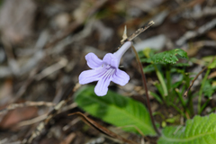 Streptocarpus rexii