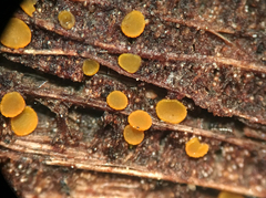 Orbilia xanthoguttulata