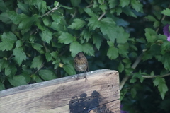 Erithacus rubecula