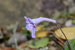 Streptocarpus rexii