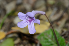 Streptocarpus rexii
