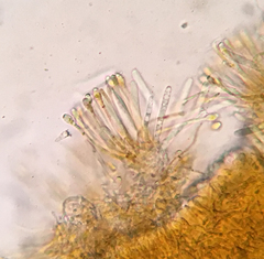 Orbilia xanthoguttulata