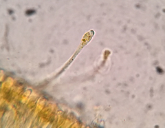 Orbilia xanthoguttulata