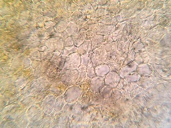 Orbilia xanthoguttulata