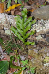 Polypodium ensiforme
