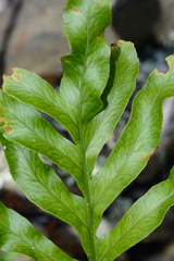 Polypodium ensiforme