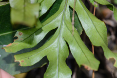 Polypodium ensiforme
