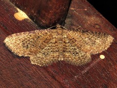 Horisme punctiscripta