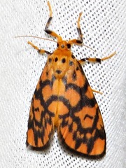 Tumicla sagenaria