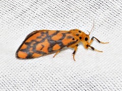 Tumicla sagenaria