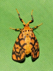 Tumicla sagenaria