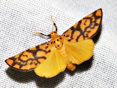 Tumicla sagenaria