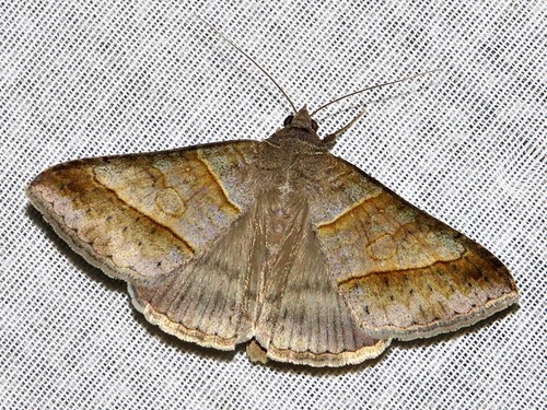 Pale Brown Lines