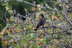 Turdus merula