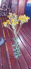 Senecio crenatus