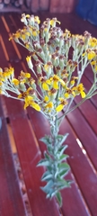 Senecio crenatus