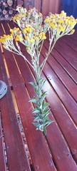 Senecio crenatus