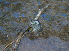 Pieriballia viardi