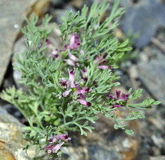 Fumaria pugsleyana