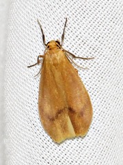Hypagoptera rufeola