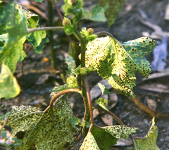 Puccinia xanthii