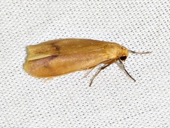 Hypagoptera rufeola