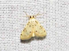 Calamoschoena stictalis