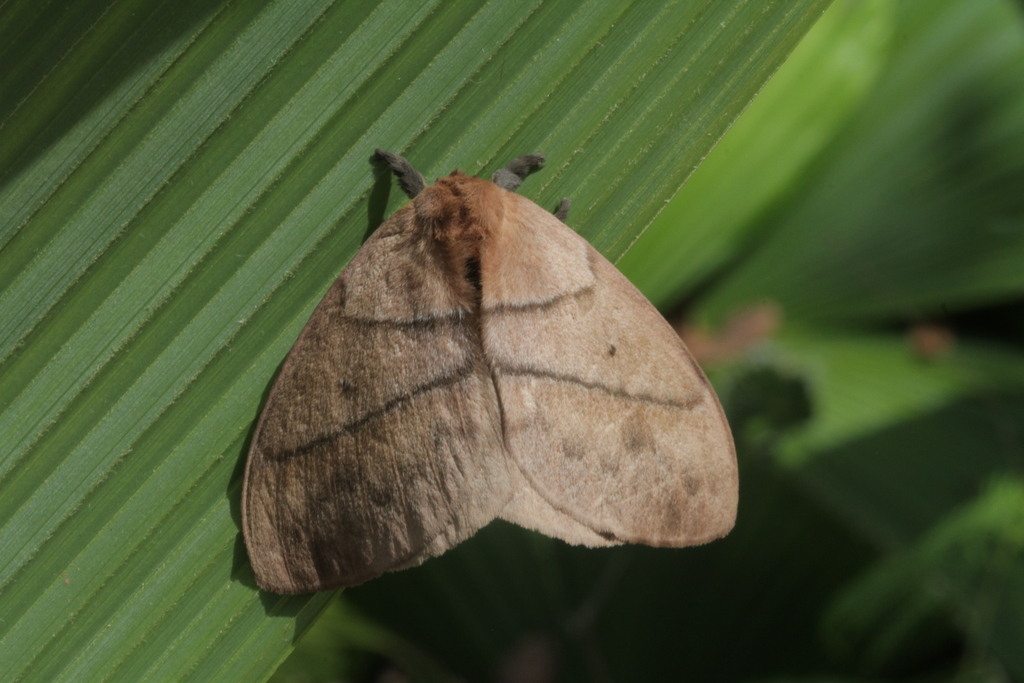Periphoba rudloffi