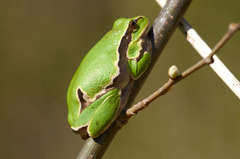 Hyla intermedia perrini