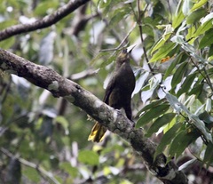 Psarocolius atrovirens