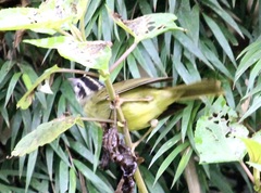 Basileuterus tristriatus