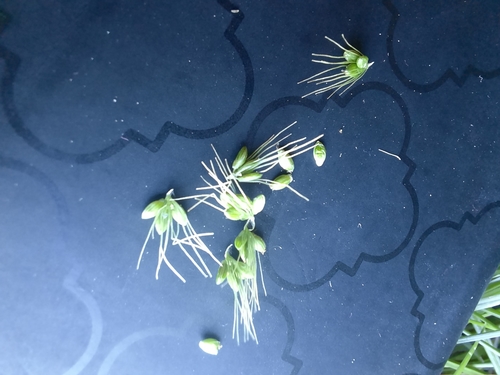 Setaria viridis iNat (1)