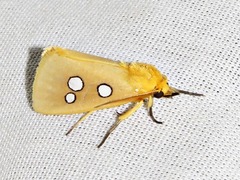 Rhanidophora cinctigutta