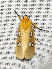 Rhanidophora cinctigutta