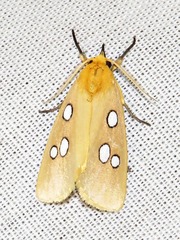 Rhanidophora cinctigutta