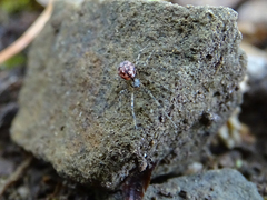 Megalepthyphantes nebulosus