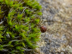 Megalepthyphantes nebulosus